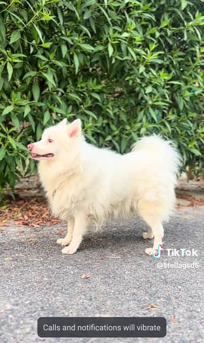 Russian male dog