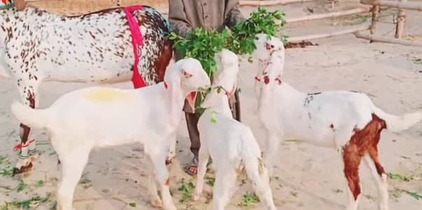 ine bacchon wali makkhi chini bakri03291319927