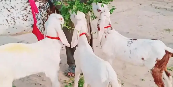 ine bacchon wali makkhi chini bakri03291319927 — photo 3