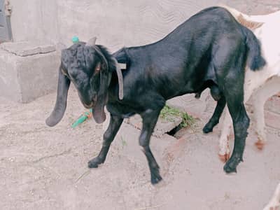 bakra