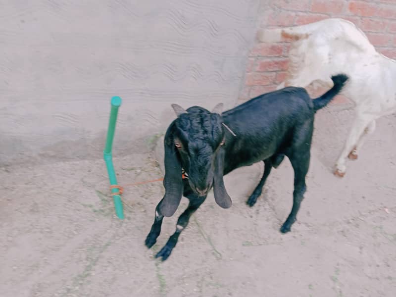 bakra 1