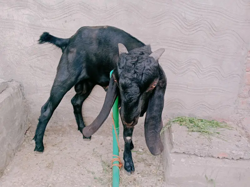 bakra — photo 3