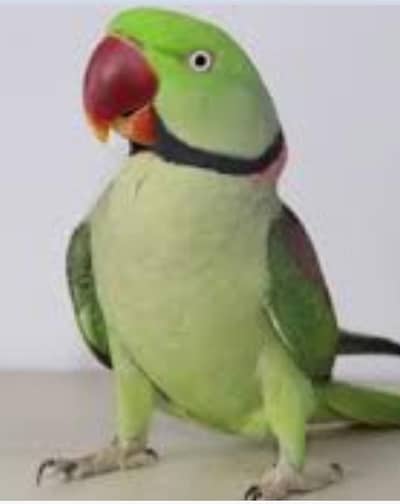 raw parrot breader pair