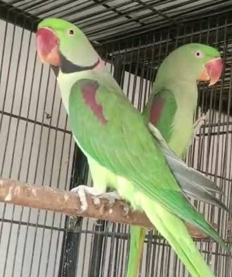 raw parrot breader pair 1