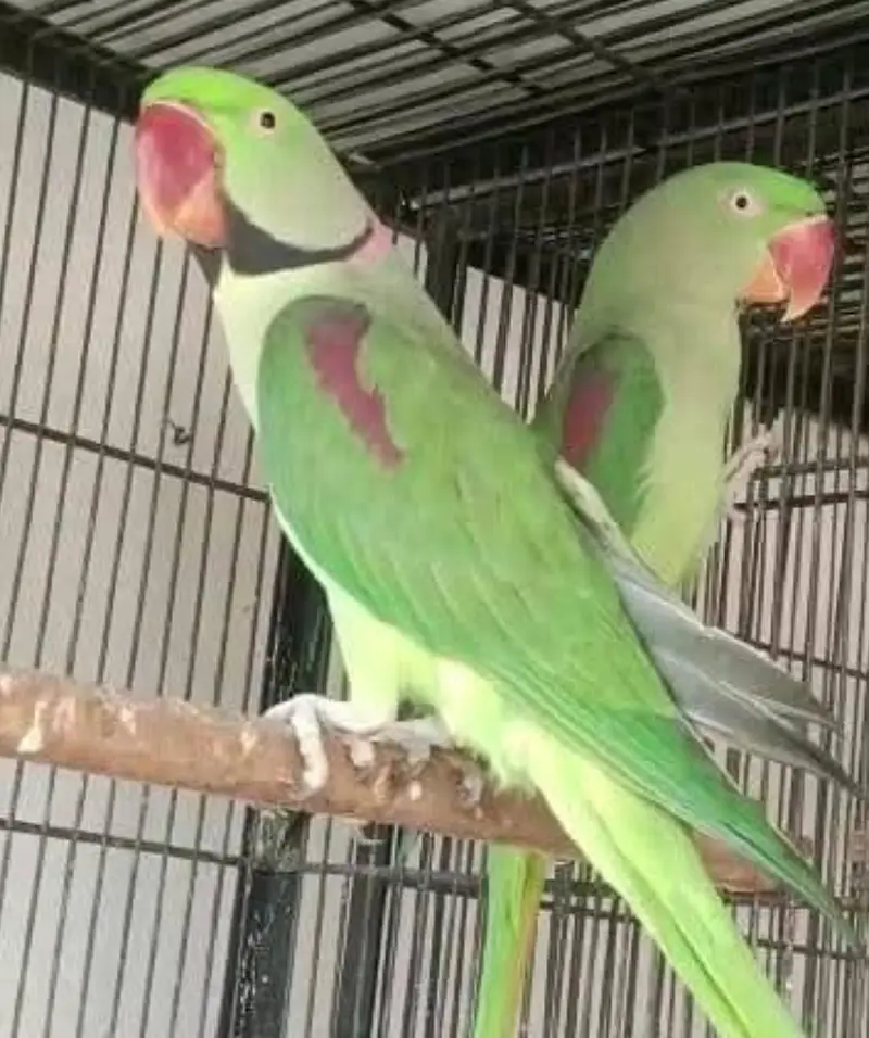 raw parrot breader pair — photo 2