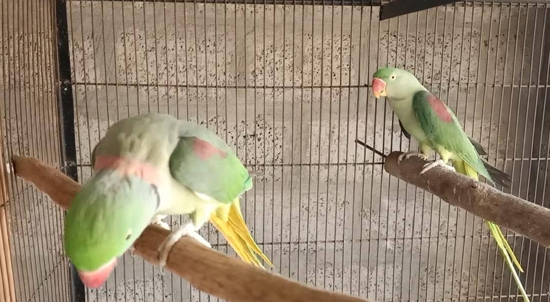 raw parrot breader pair 2