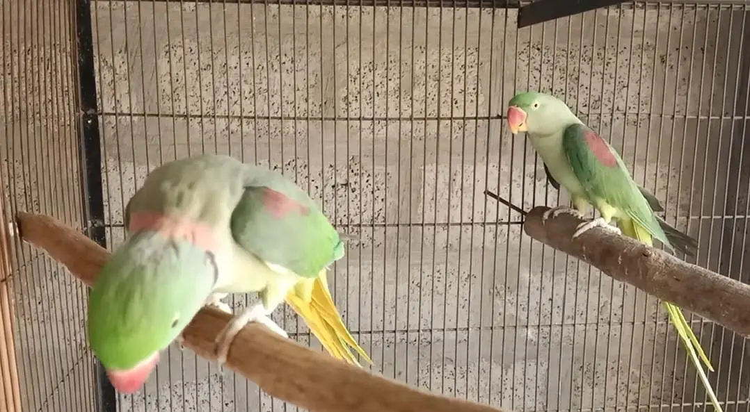 raw parrot breader pair — photo 3