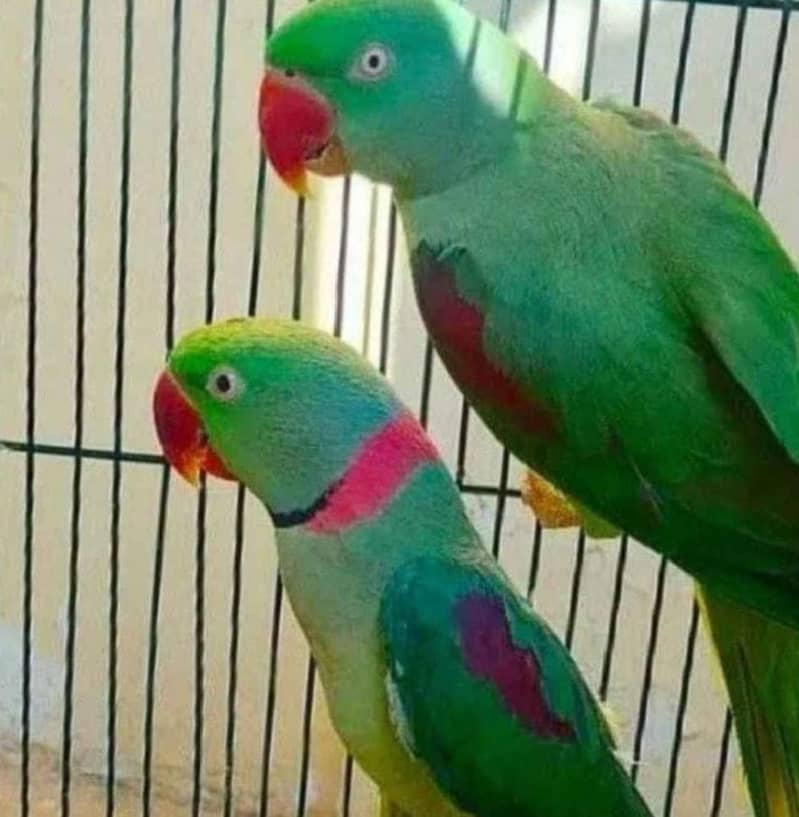 raw parrot breader pair 3
