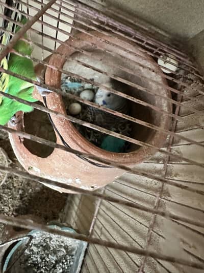 Budgies parrots breeding pair