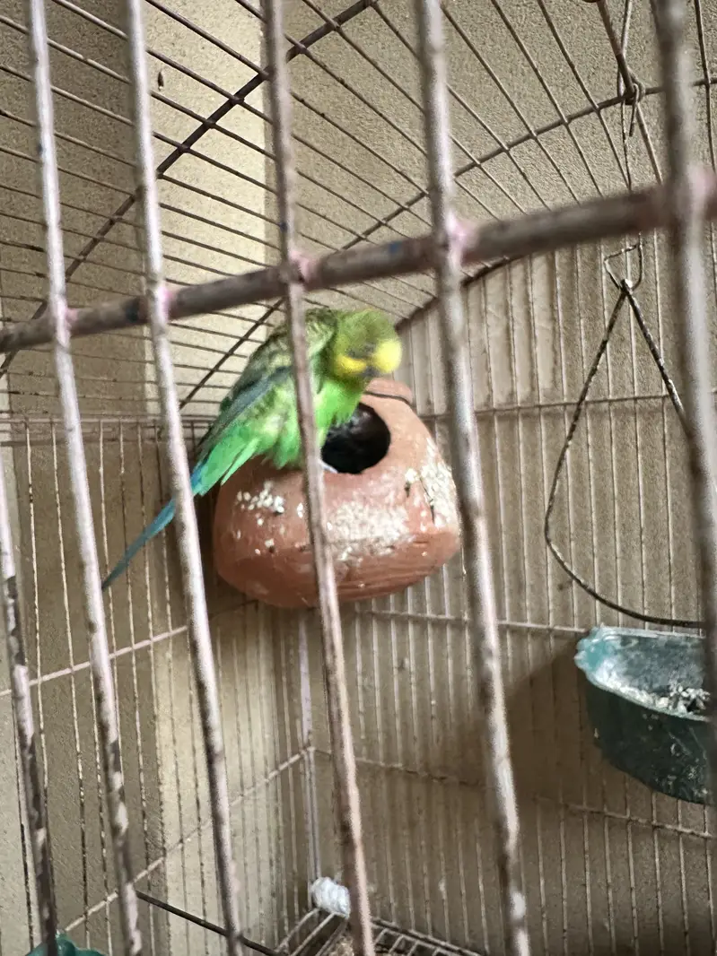 Budgies parrots breeding pair — photo 2