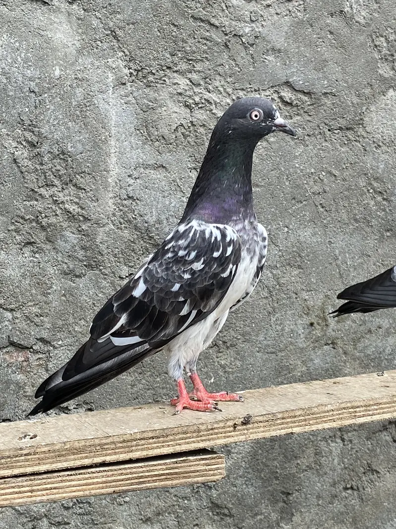Outclass pair for sale