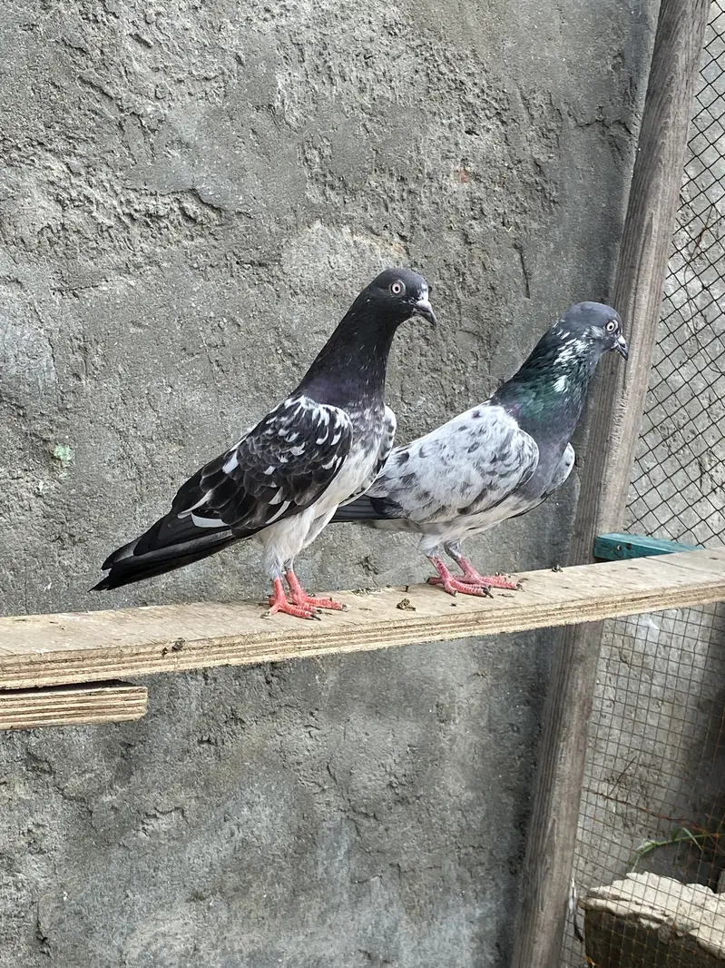 Outclass pair for sale — photo 3