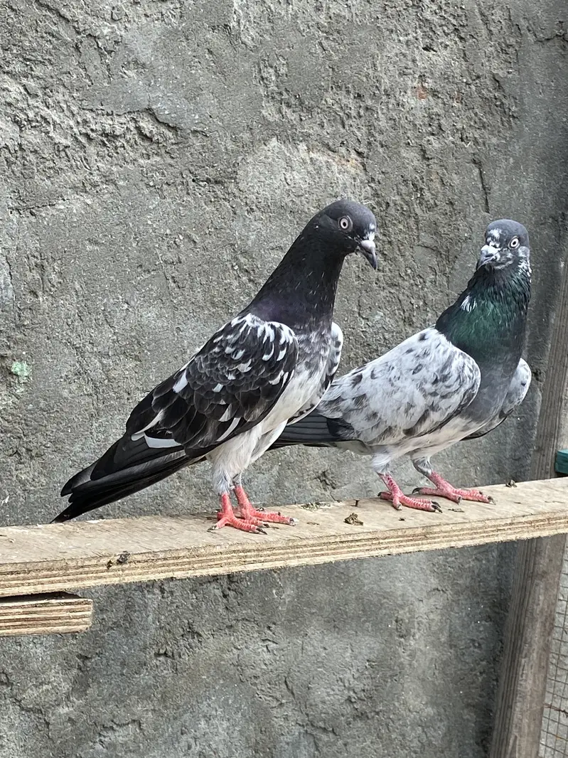 Outclass pair for sale — photo 5