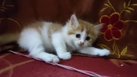 6 Crossbreed Kittens
