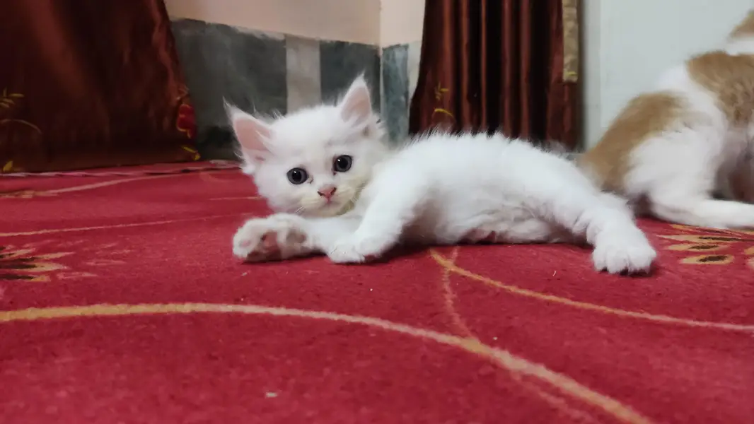 6 Crossbreed Kittens — photo 2
