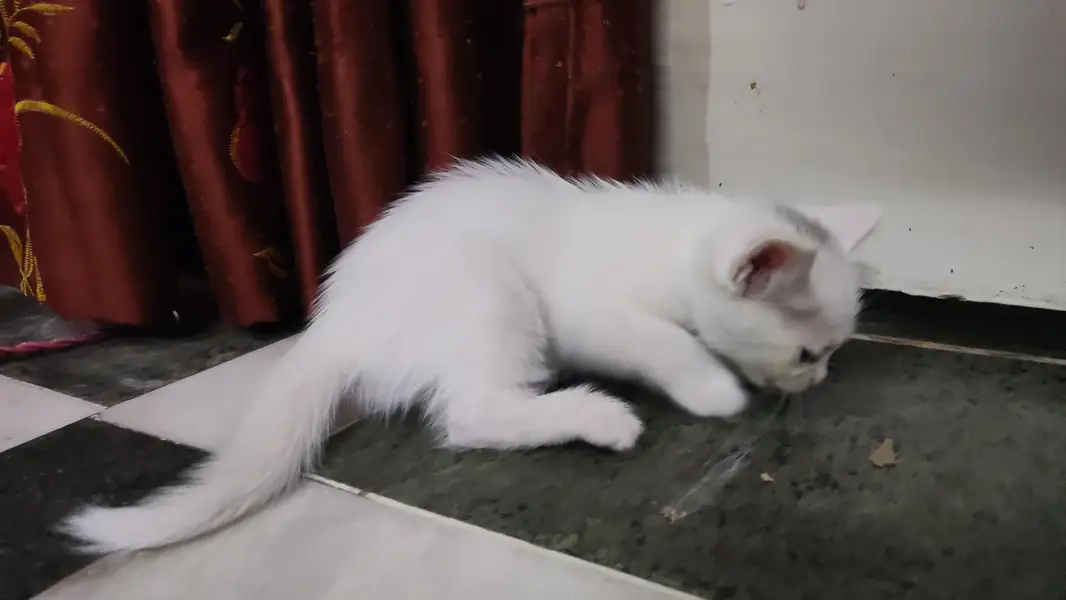 6 Crossbreed Kittens — photo 3