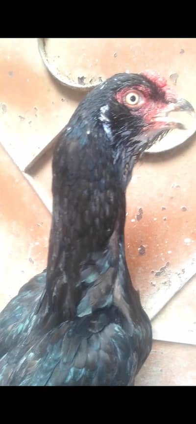 top quality galwa murghi