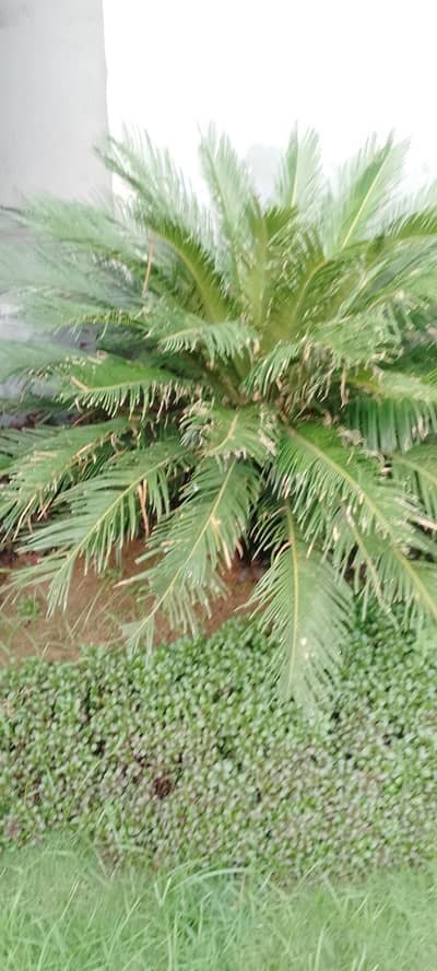 kangi palm plant