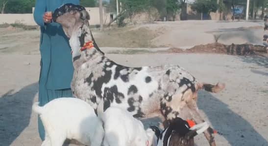 3 bacchon wali bakri for sale call me+03256811956