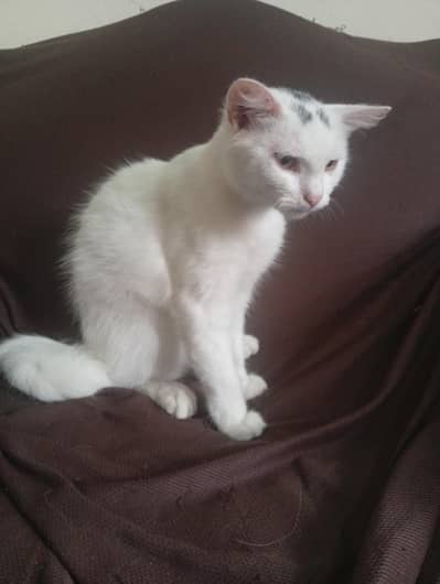urgent Persian cats for sale