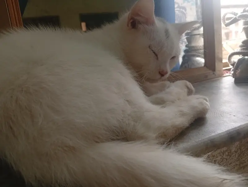 urgent Persian cats for sale — photo 2