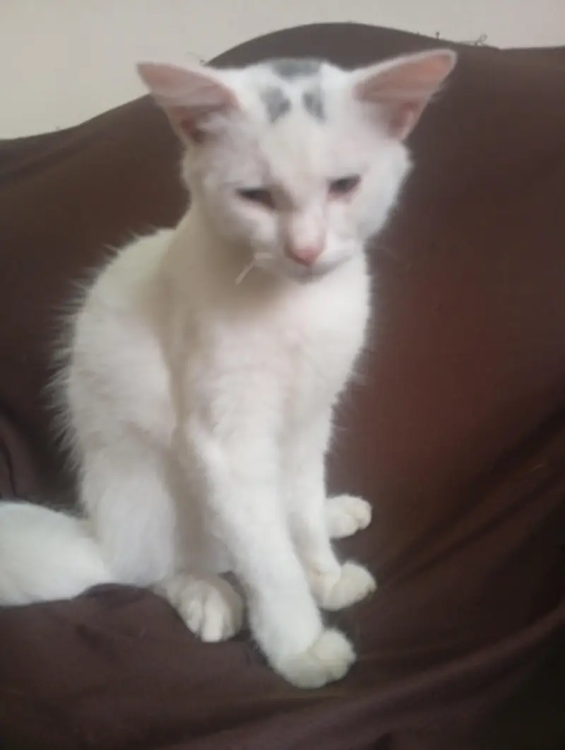 urgent Persian cats for sale — photo 3