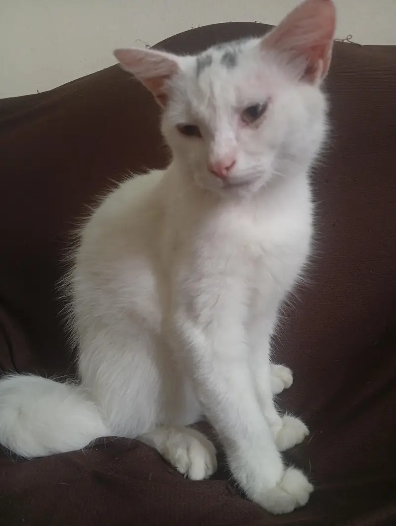 urgent Persian cats for sale — photo 4