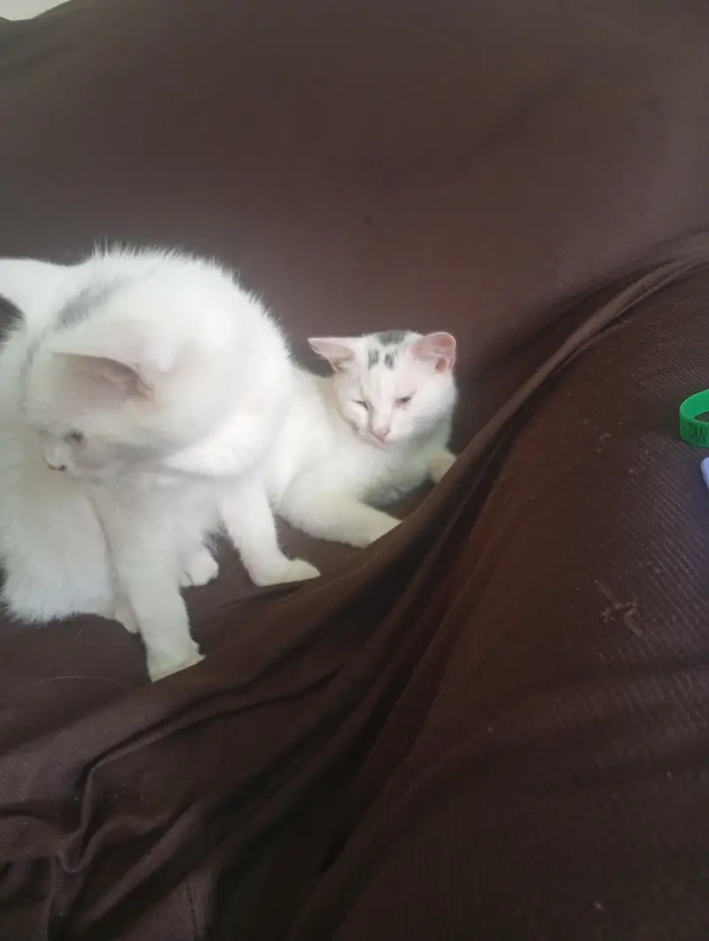 urgent Persian cats for sale — photo 5