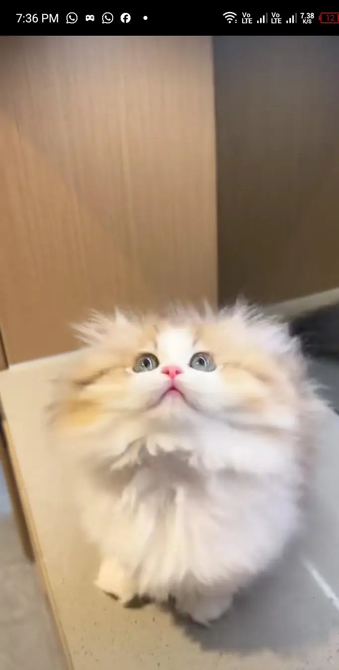 Persian cats My WhatsApp 03057080474 //\}£°€¥¥¥£¥¢¥£¥£ — photo 10
