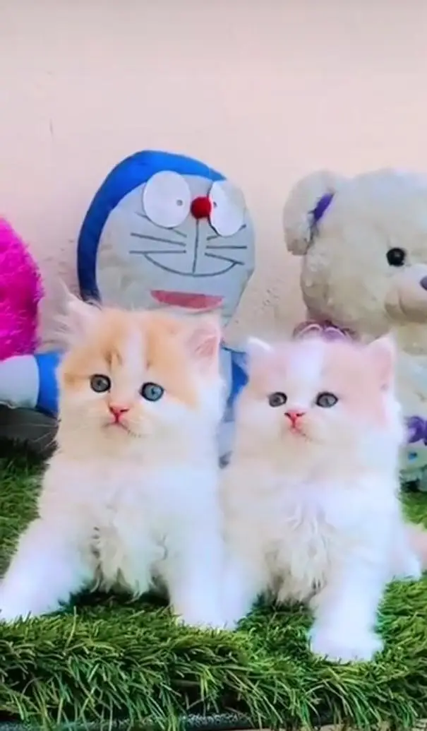 Persian cats My WhatsApp 03057080474 //\}£°€¥¥¥£¥¢¥£¥£ — photo 11