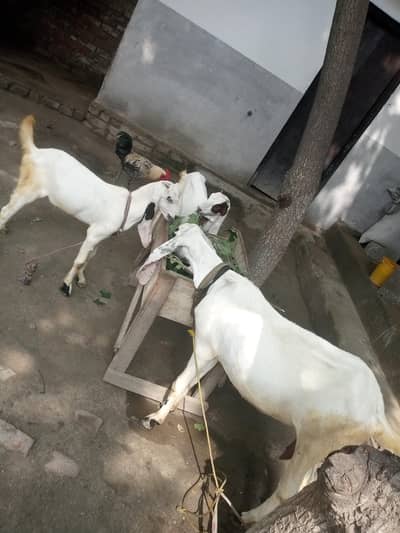 bakri aur 2 bachy aik nar aur aik madi