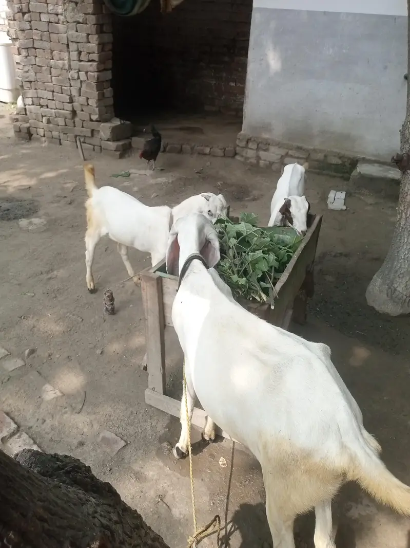 bakri aur 2 bachy aik nar aur aik madi — photo 2