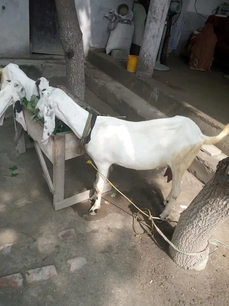bakri aur 2 bachy aik nar aur aik madi — photo 3