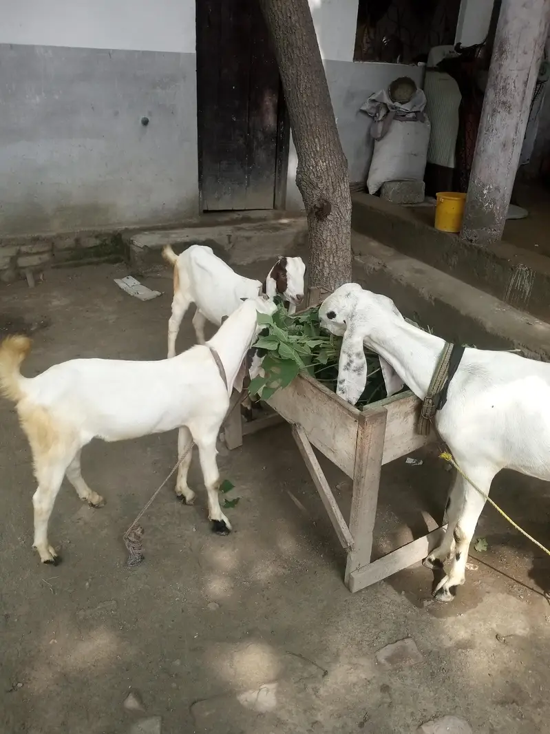 bakri aur 2 bachy aik nar aur aik madi — photo 4