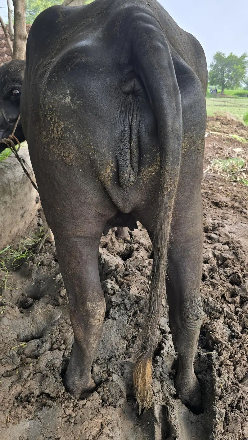 8 month ki gabban jhoti ha urgent sale — photo 2