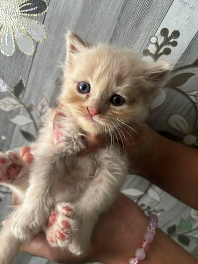 “Beautiful Cat Available for Sale ”