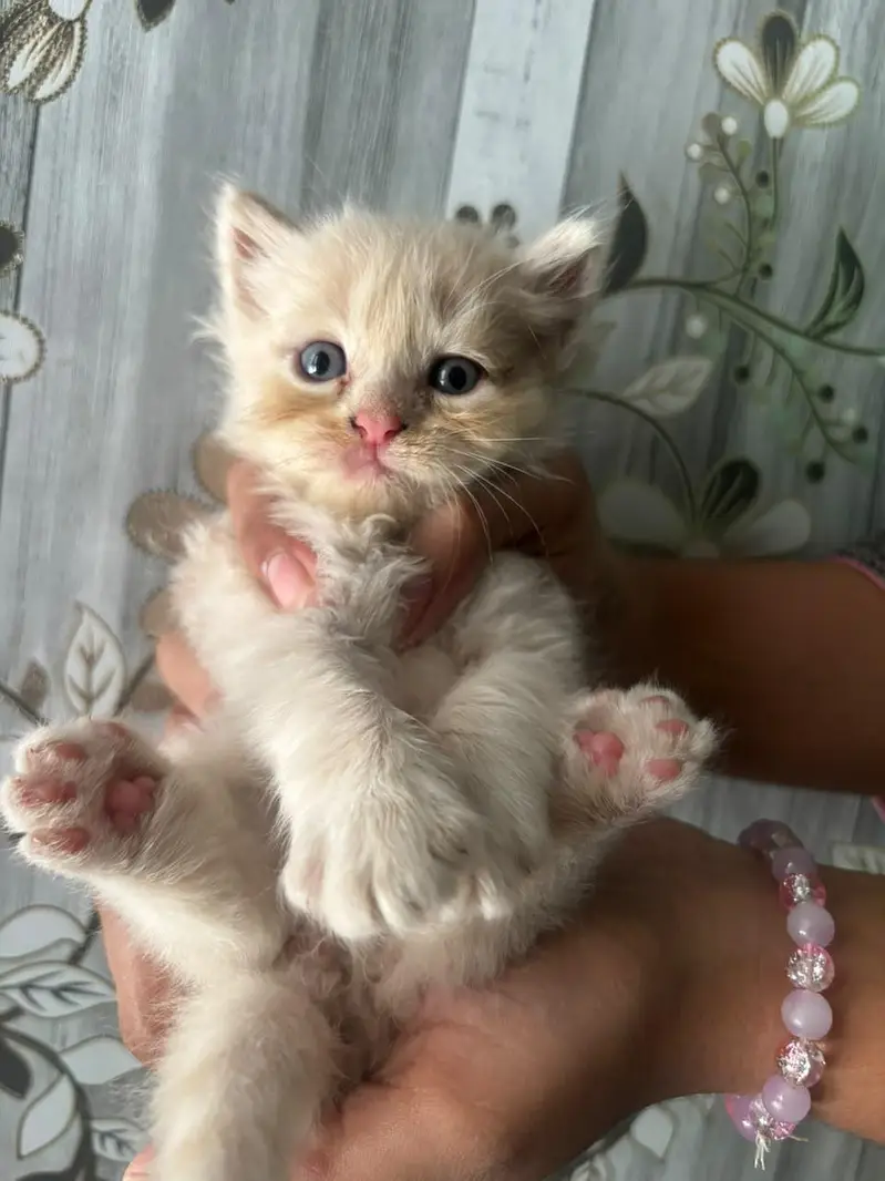 “Beautiful Cat Available for Sale ” — photo 3