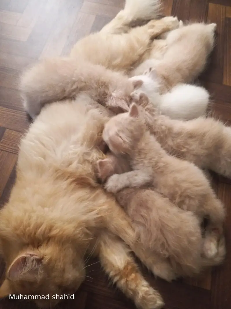 “Beautiful Cat Available for Sale ” — photo 4