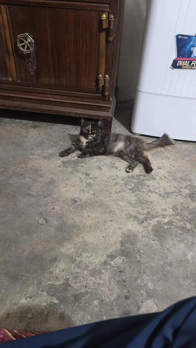 persian cat — photo 2