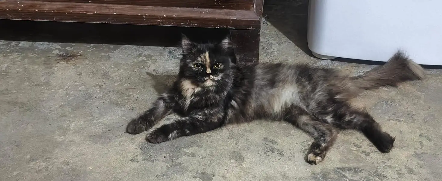 persian cat — photo 3