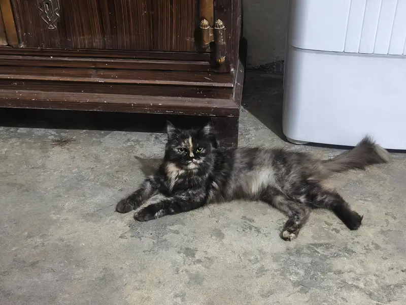 persian cat — photo 4