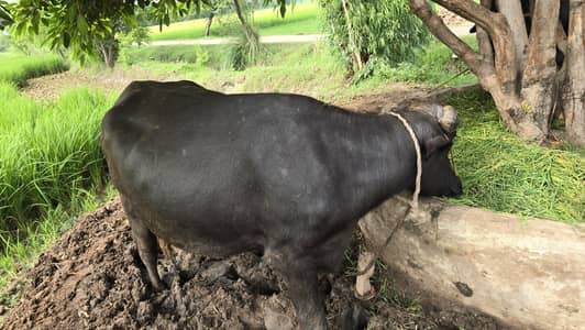 8 month ki gabban jhoti ha urgent sale