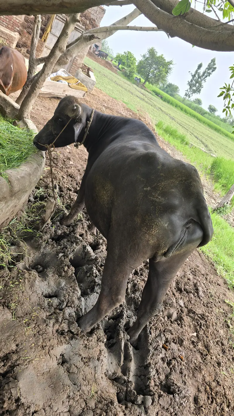 8 month ki gabban jhoti ha urgent sale — photo 3
