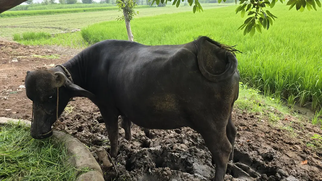 8 month ki gabban jhoti ha urgent sale — photo 4