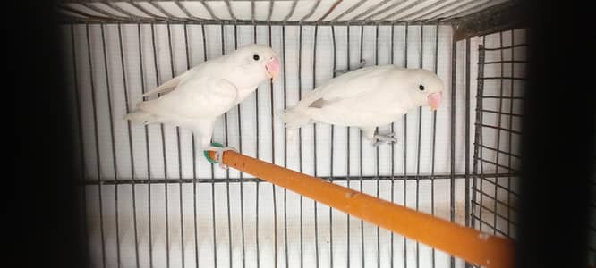 Albino lovebirds and cocktail
