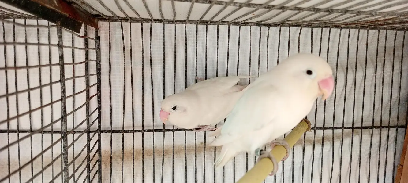 Albino lovebirds and cocktail — photo 2