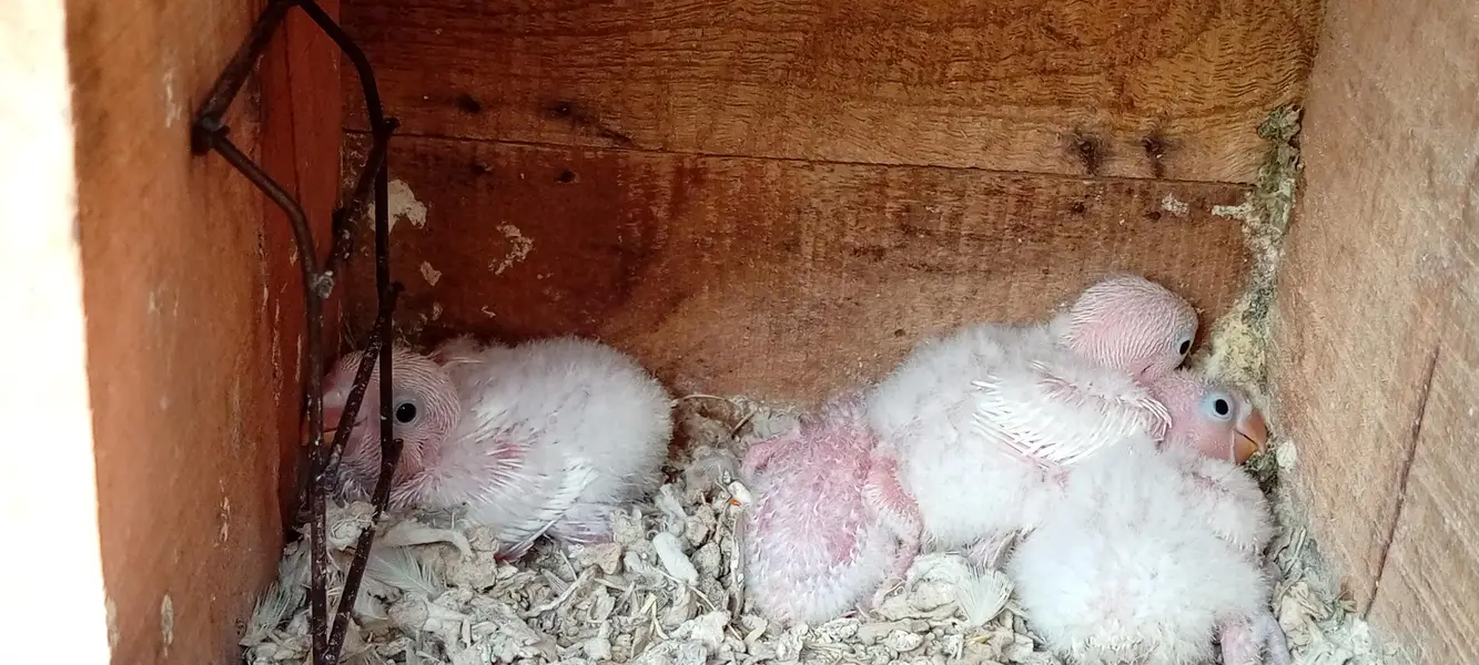 Albino lovebirds and cocktail — photo 3