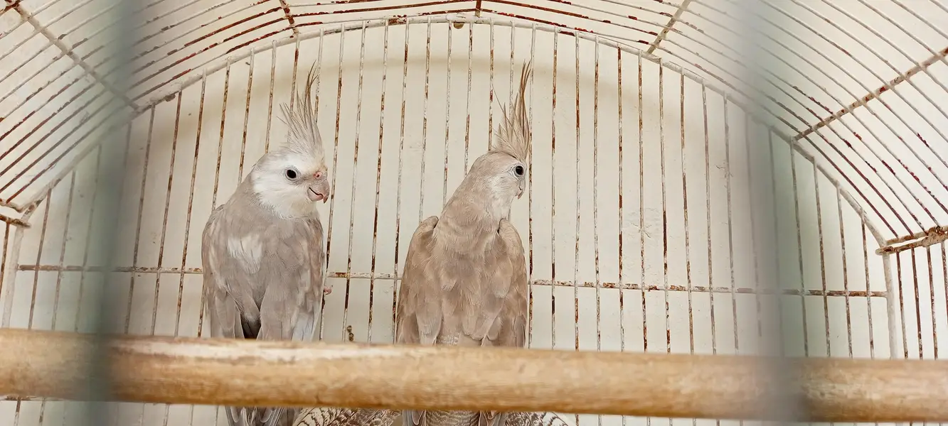 Albino lovebirds and cocktail — photo 4