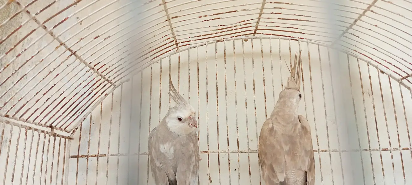 Albino lovebirds and cocktail — photo 5