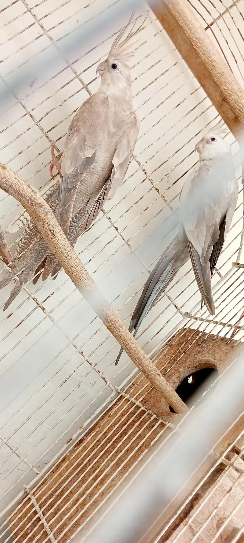 Albino lovebirds and cocktail — photo 6